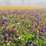Khirai - The valley Of Flowers, West Bengal, Flower Paradise, Flower Garden, Bengal Own Valley of Flowers