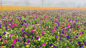 Khirai - The valley Of Flowers, West Bengal, Flower Paradise, Flower Garden, Bengal Own Valley of Flowers
