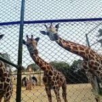 Alipore Zoological Garden, Kolkata zoo, Kolkata, West Bengal Tour.