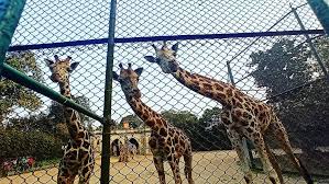 Alipore Zoological Garden, Kolkata zoo, Kolkata, West Bengal Tour.