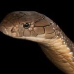 Drinking of Blood King Cobra in Indonesia, Taboo Culture.