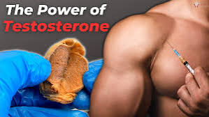 Effect and importance of testosterone hormone in human body, Natural and Artificial How to Increase Testosterone Levels in the Body?
