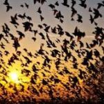 A mysterious story set in a ghostly village in the bird that commits suicide while passing over the village, Jatinga