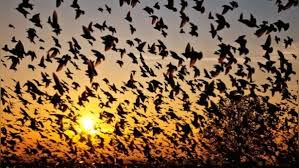 A mysterious story set in a ghostly village in the bird that commits suicide while passing over the village, Jatinga