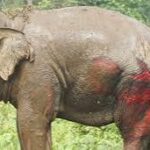 Human civilization is depriving wild animals of their habitats
