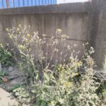 Weeds are not slaves to anyone. According to the law of nature, they come to earth, and according to the law of nature, they depart. A while with this unnamed wild plant..
