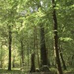 Spend some time in the lap of the forest, nature, mountains, to know yourself and realize yourself..The day you know yourself, you will know the whole universe, so you have to come in contact with nature to know the truth of life.