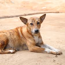 It is very difficult to understand the strange behavior of dogs