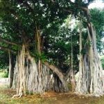 Hindus worship the banyan tree, so radical Muslims in Bangladesh cut down and destroyed the entire banyan tree.
