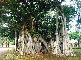 Hindus worship the banyan tree, so radical Muslims in Bangladesh cut down and destroyed the entire banyan tree.